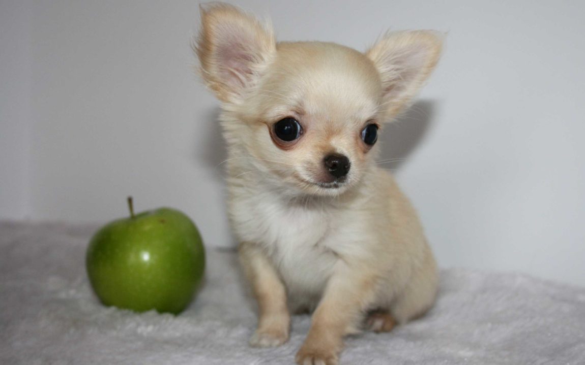 Un pui de Chihuahua cu blană crem stând lângă un măr verde, evidențiind forma rotundă a capului specifică rasei.