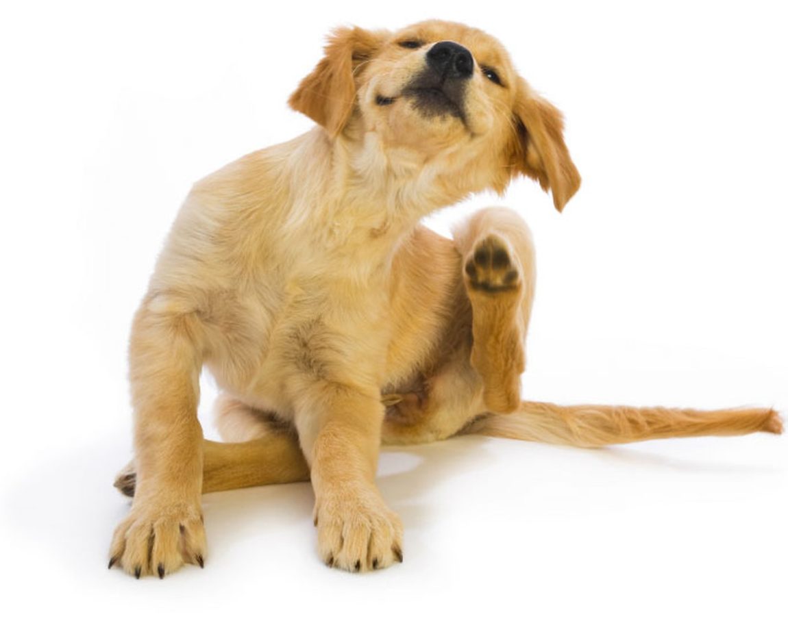 Pui de Golden Retriever care se scarpină la gât pe un fundal alb, ilustrând un simptom de alergie.