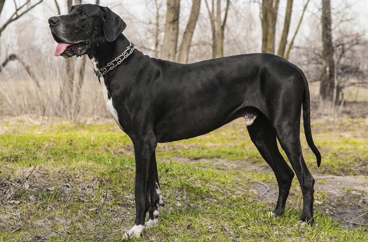 Acest Dog German se odihnește după alergat