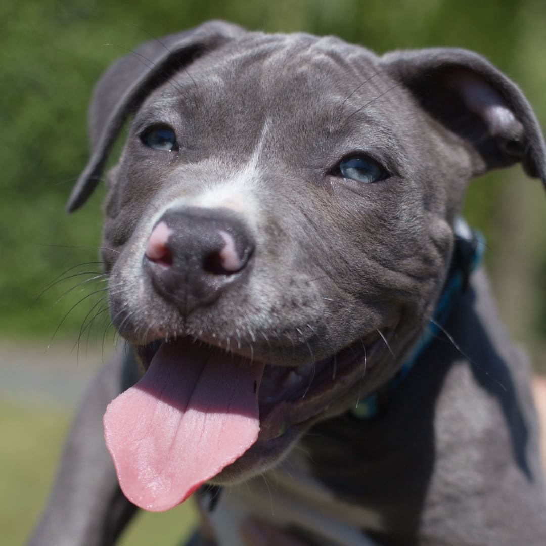 Ochii blajini ai unui Pitbull cu nas albastru