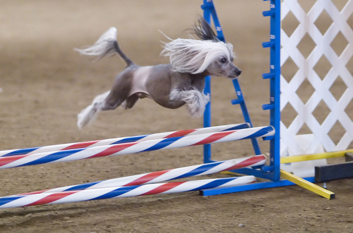 Câine din rasa Chinese Crested sărind peste un obstacol colorat în timpul unui concurs de agilitate canină
