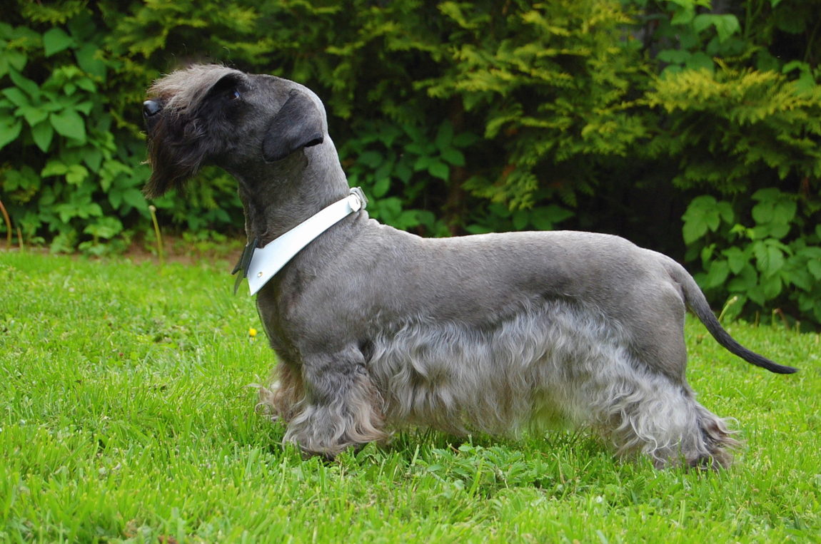 Terrier Ceh adult cu blană gri-albăstruie stând pe iarbă, profil lateral evidențiind silueta specifică rasei