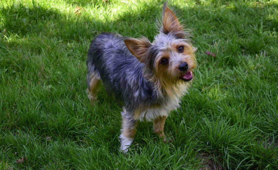 Cățeluș metis Chorkie vesel stând pe iarbă verde, evidențiind trăsăturile de Yorkshire Terrier și Chihuahua.