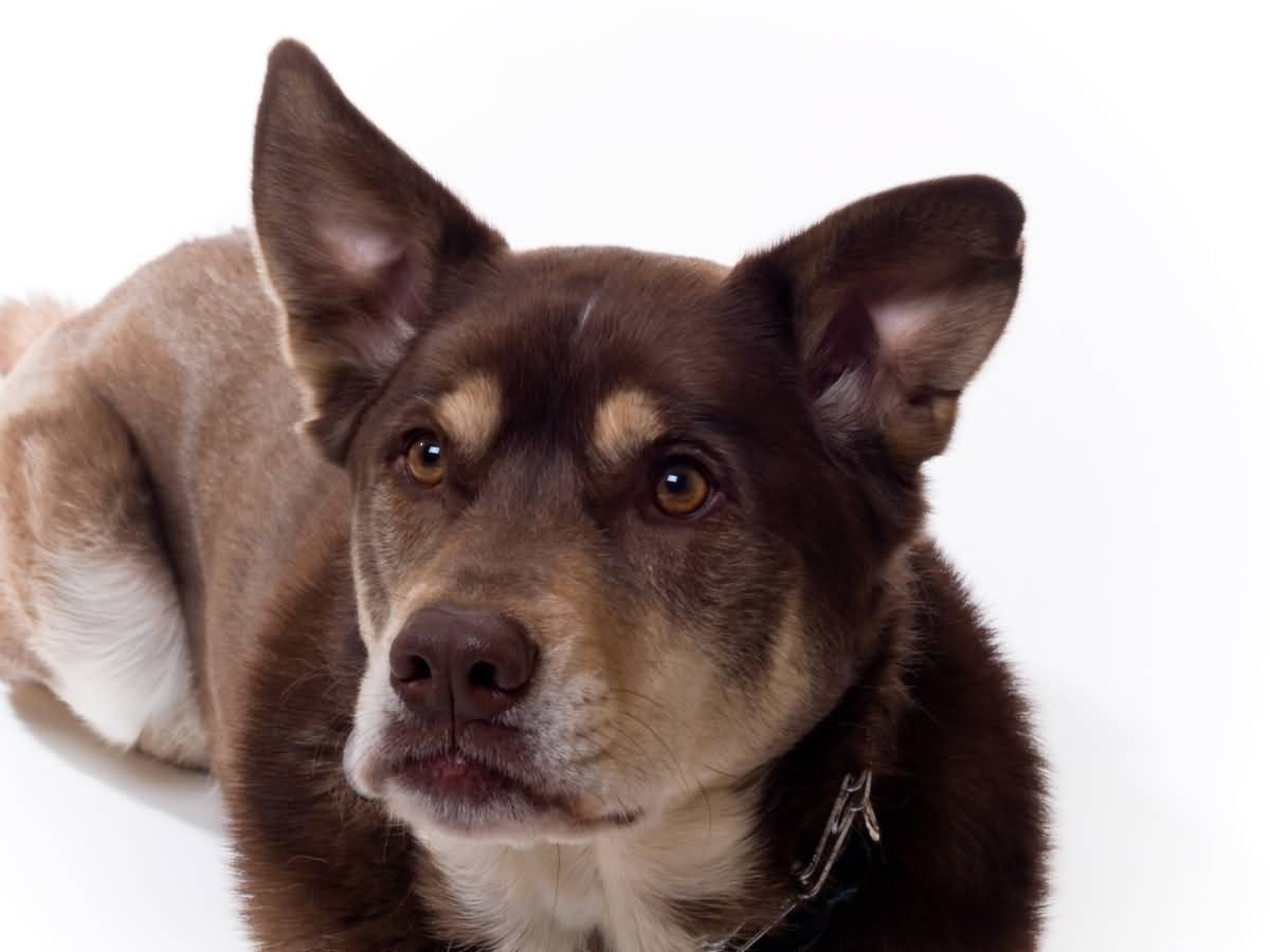 Metis Husky-Labrador sau Labrador Siberian cu o blană inedită