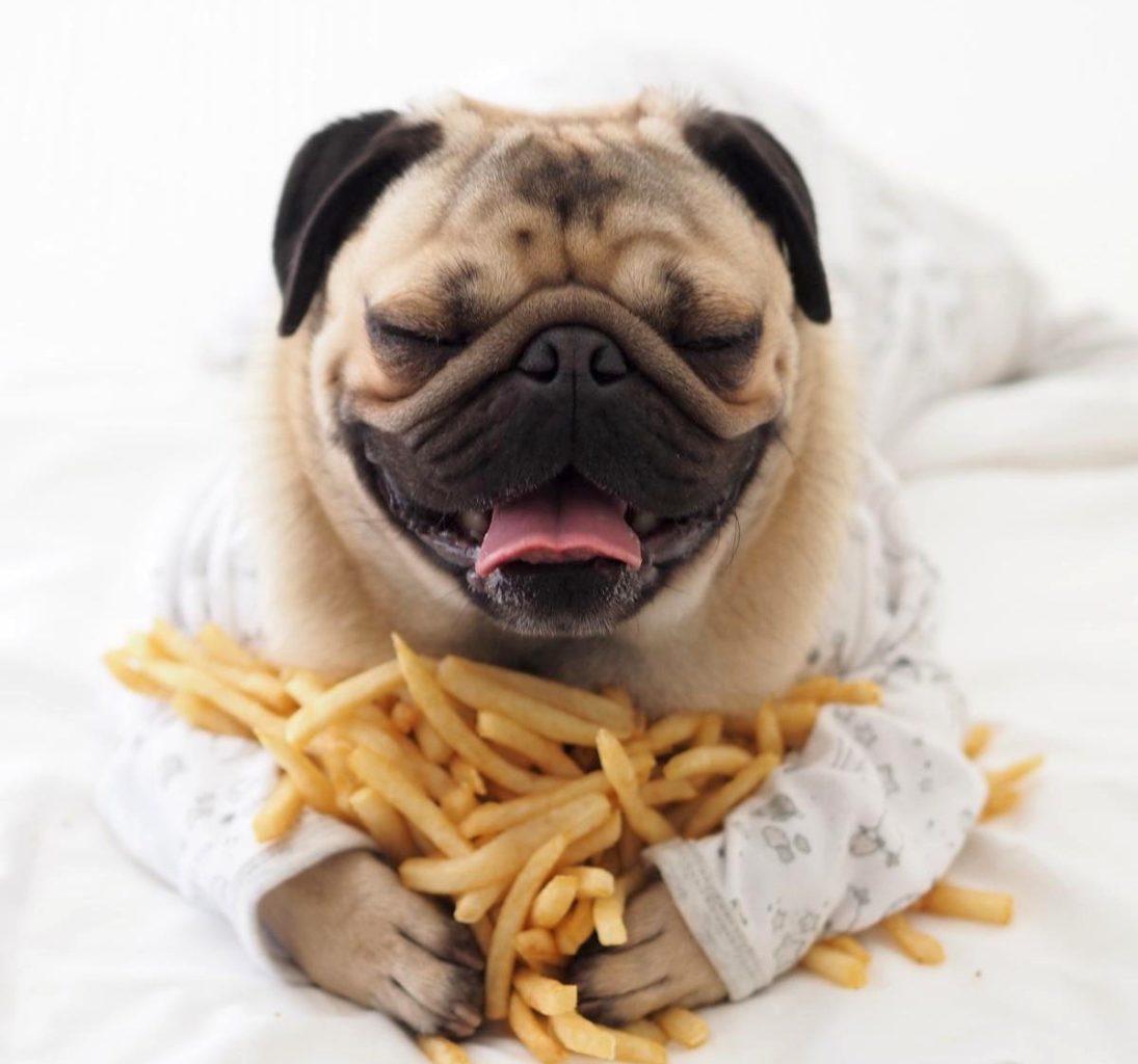 Mops sau Pug înconjurat de cartofi prăjiți