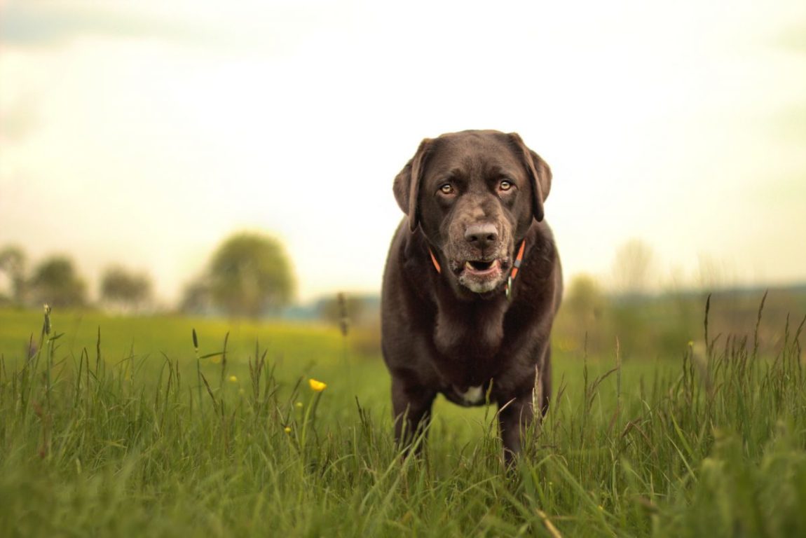 Un câine Labrador ciocolatiu senior, cu botul albit de vârstă, stând în iarbă și privind spre cameră, reprezentând câinii care au nevoie de hrană specială pentru articulații.