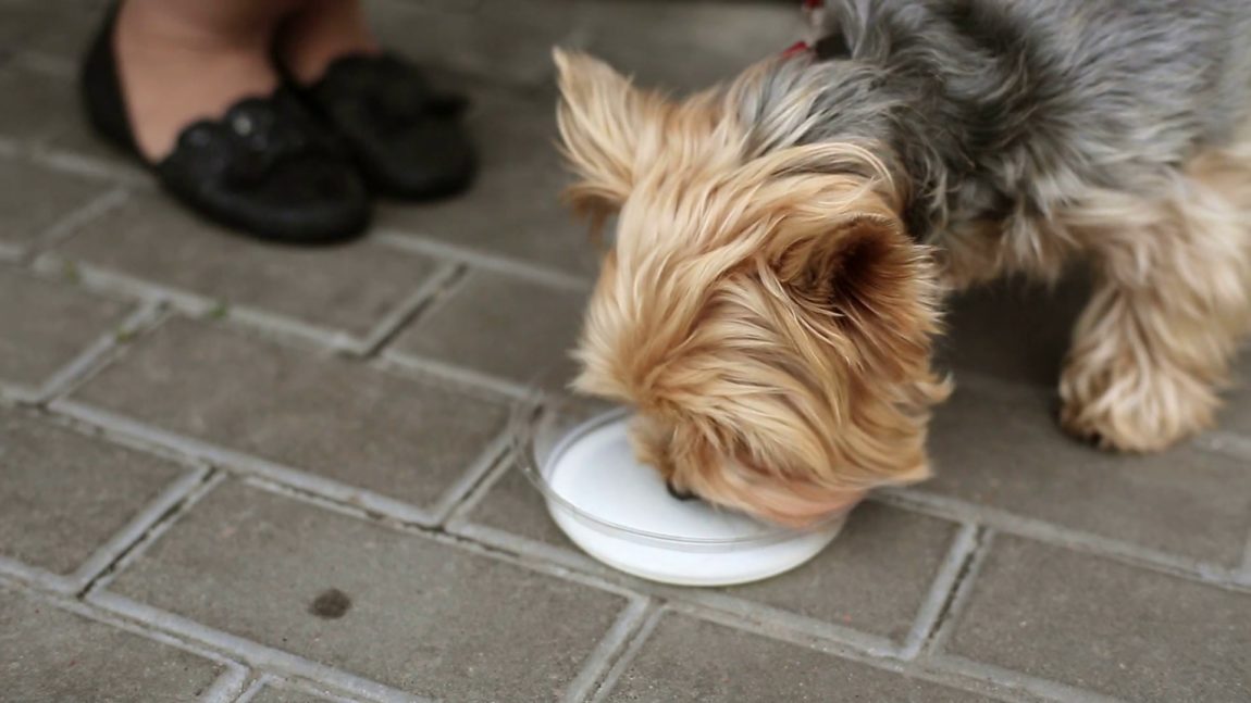Acest Yorkshire Terrier bea lapte din castronul său