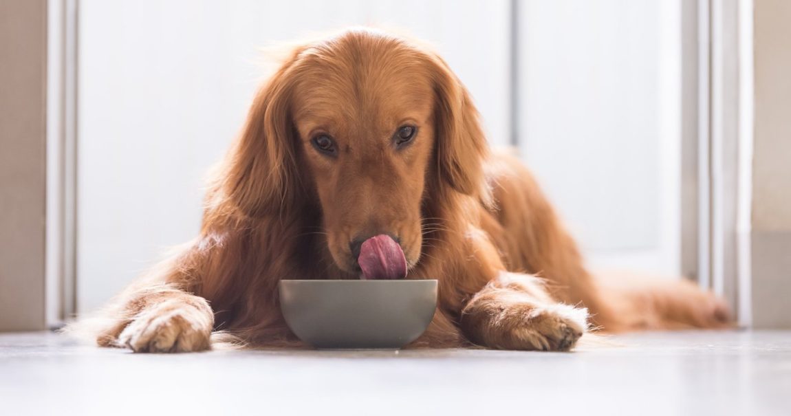 Câine Golden Retriever fericit stând culcat lângă un bol de mâncare și lingându-se pe bot într-o casă luminoasă