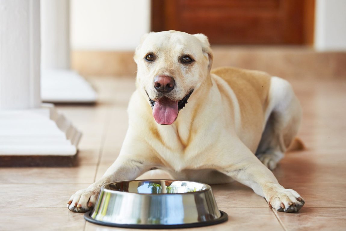 Câine Labrador Retriever așezat fericit lângă un bol de mâncare din inox, simbolizând nutriția corectă pentru diabetul canin.