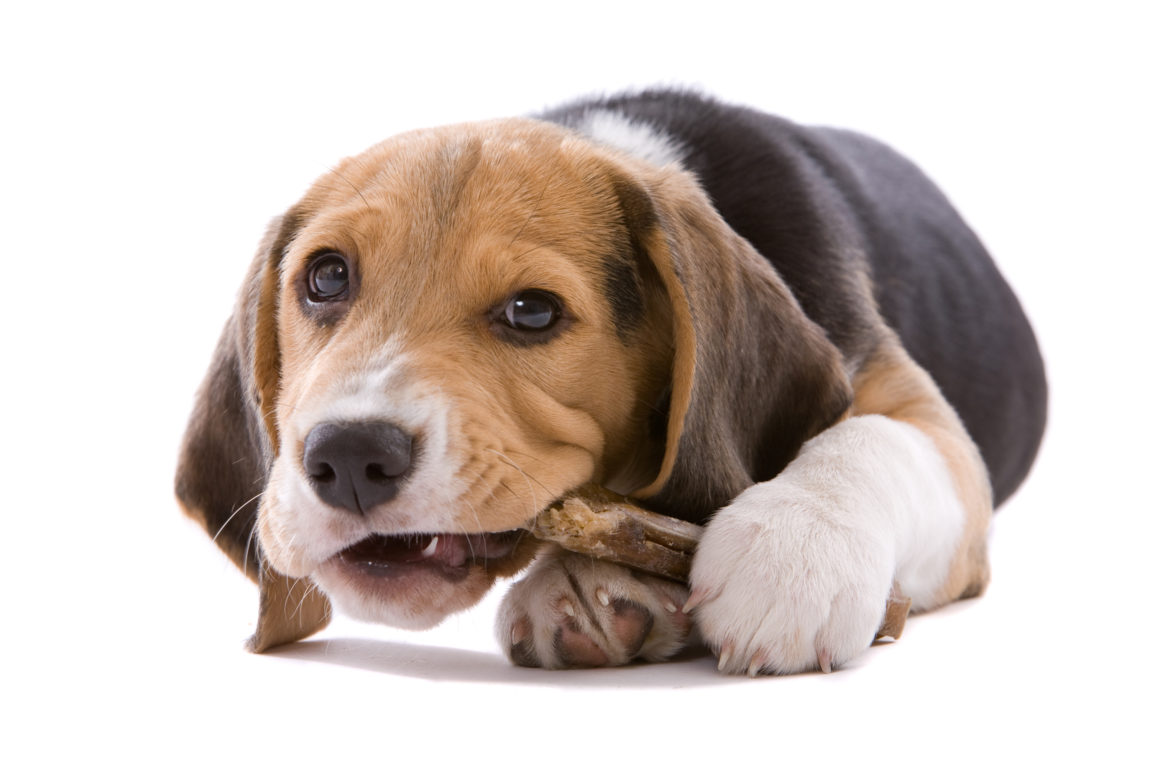 Câine Chihuahua lângă un bol alb plin cu bobițe de hrană uscată sau recompense dentare