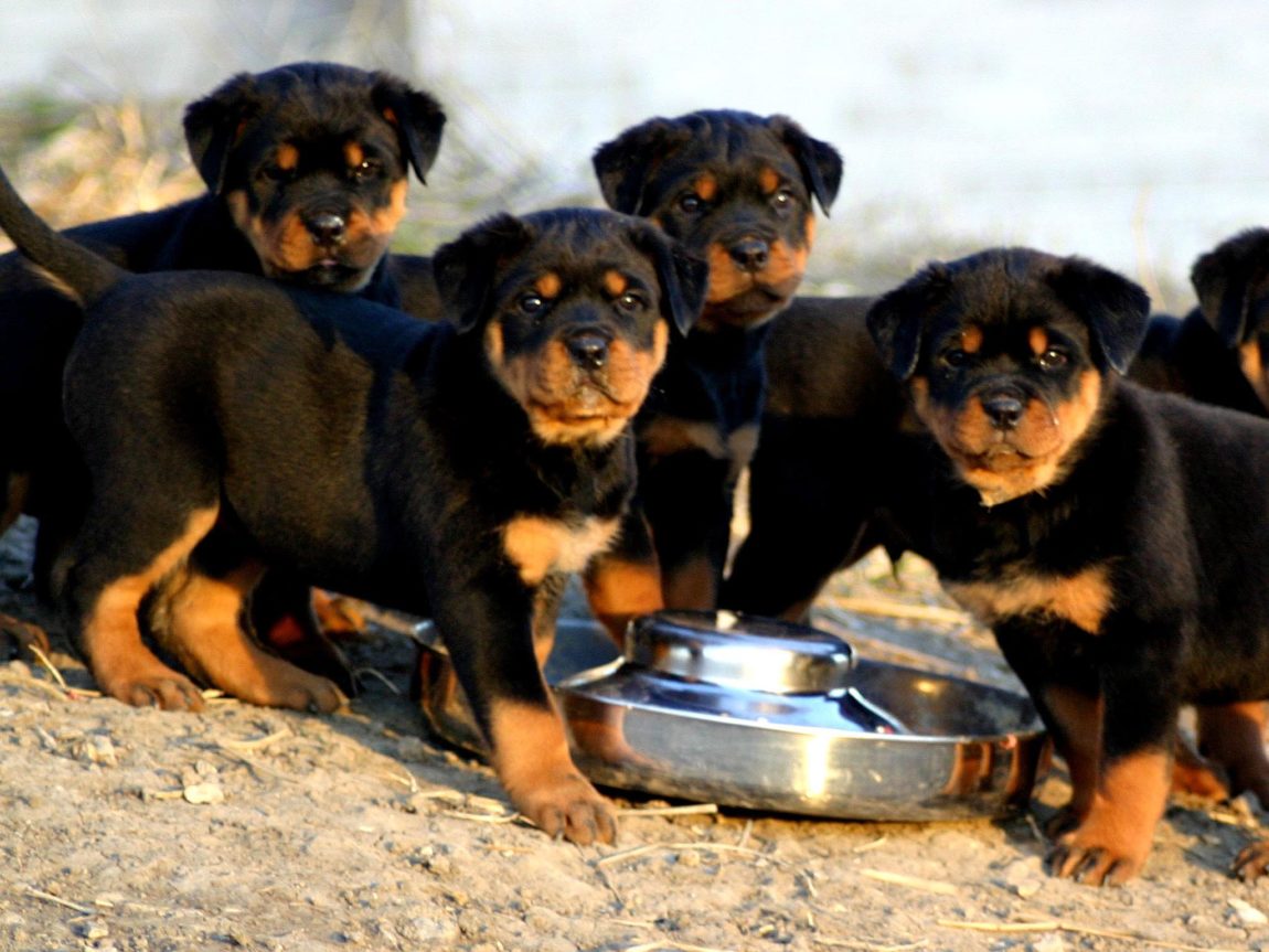 Grup de pui de Rottweiler de talie mare stând lângă un bol metalic pentru mâncare în exterior