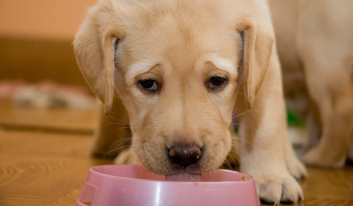 Un pui de Labrador auriu mâncând dintr-un bol roz pe o podea de lemn, reprezentând nutriția sănătoasă pentru căței.