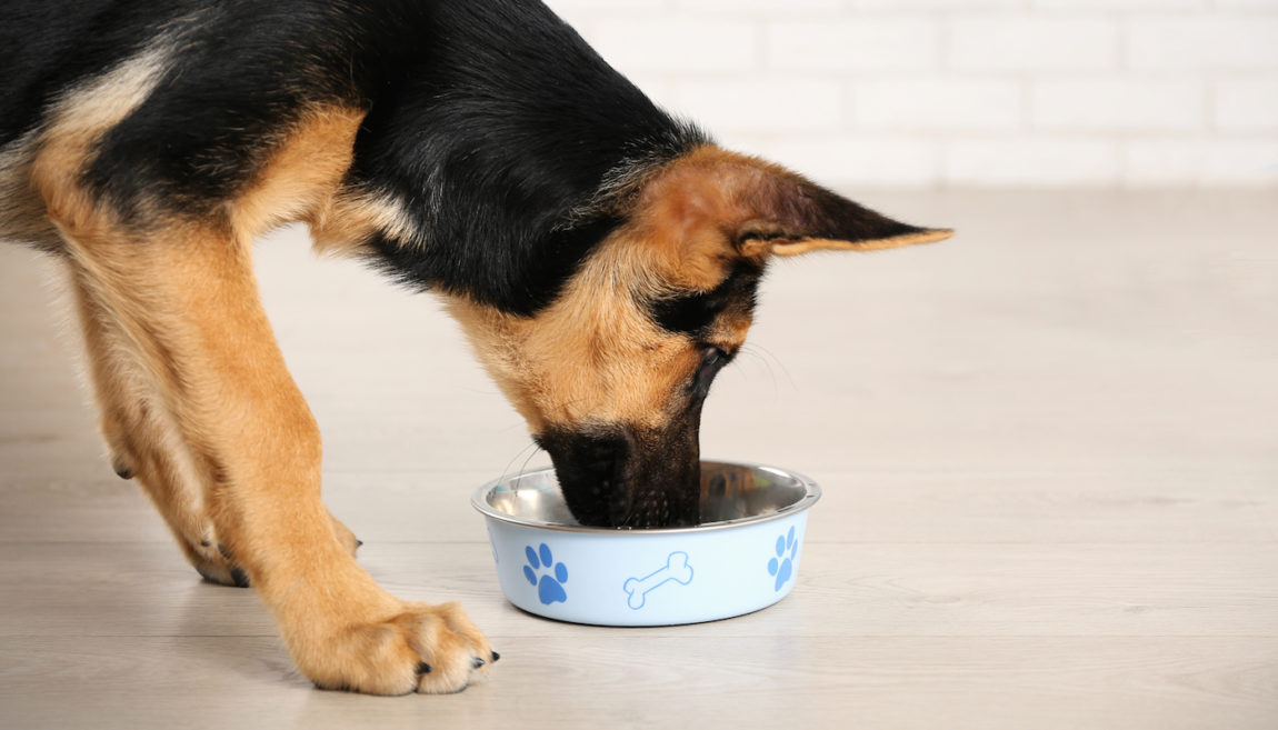 Un câine din rasa Ciobănesc German mâncând dintr-un bol albastru cu model, reprezentând nutriția optimă pentru câinii de talie mare.