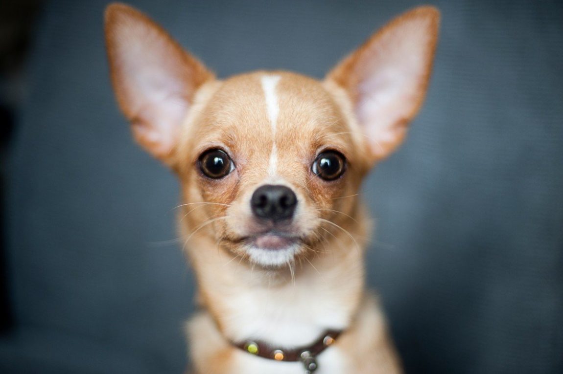 Portret de aproape al unui câine Chihuahua cu blană cafenie și ochi mari, expresivi, privind direct spre cameră.