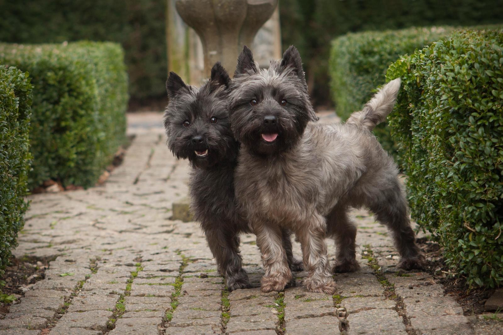 Doi câini Terrier Cairn cu blană gri stând pe o potecă de piatră într-o grădină cu gard viu
