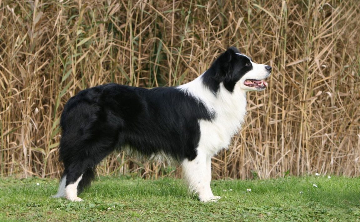 Câine din rasa Border Collie cu blană alb-negru stând în profil pe iarbă