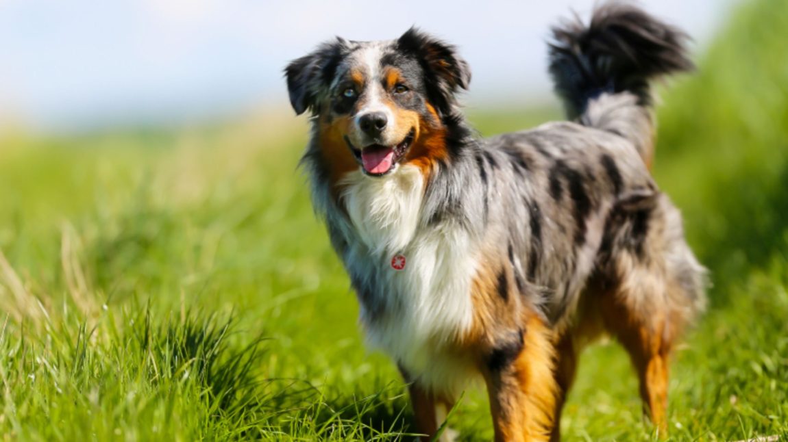 Câine din rasa Ciobănesc Australian cu blană blue merle stând pe o pajiște verde sub lumina soarelui.