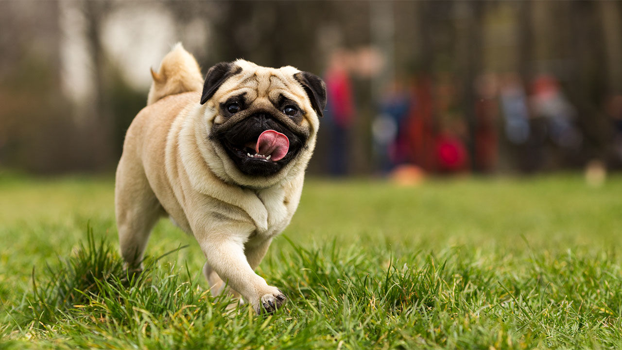 Pug/Mops la plimbare pe un câmp înverzit