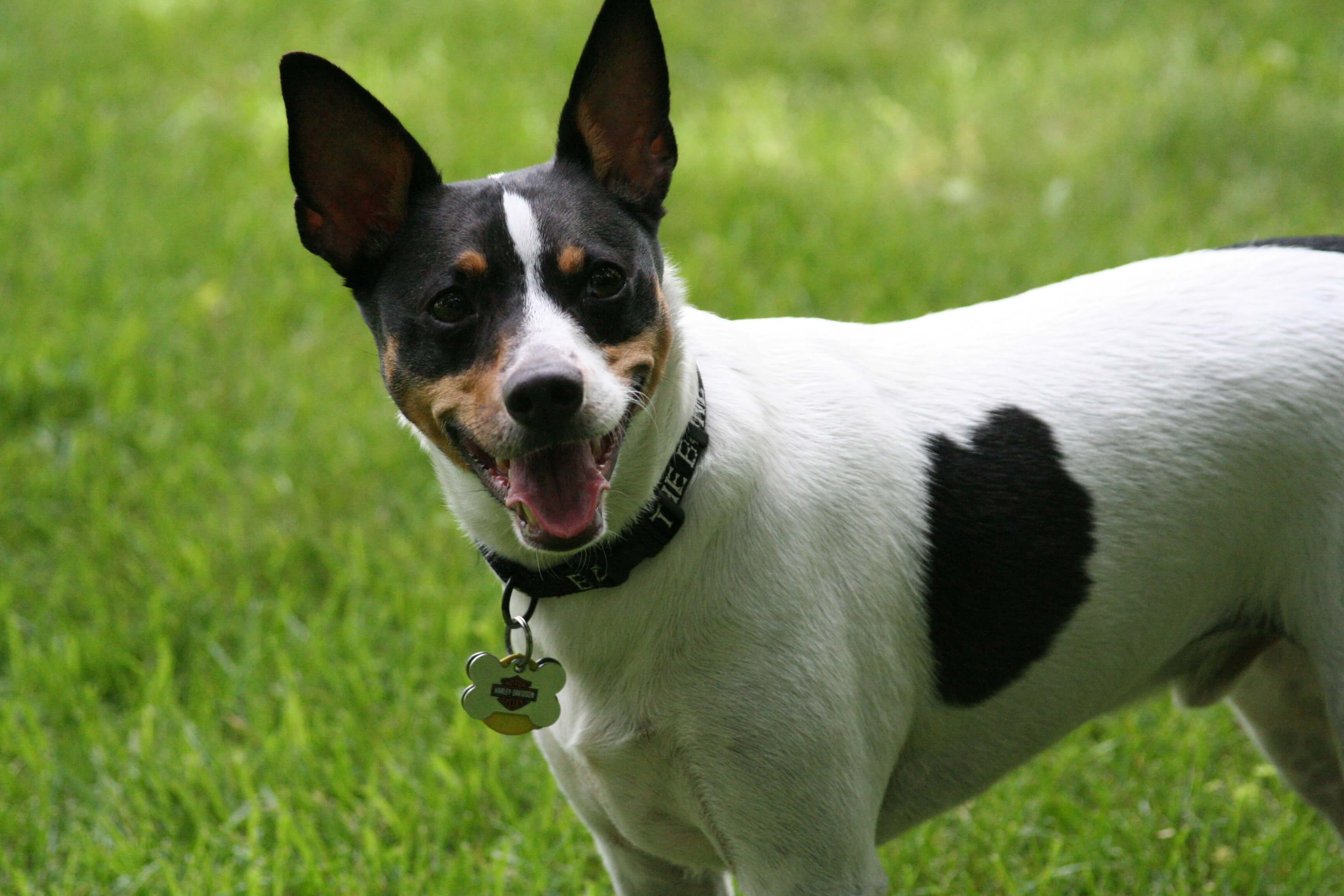 Câine din rasa Rat Terrier cu blană albă și pete negre stând pe iarbă și privind vesel spre cameră