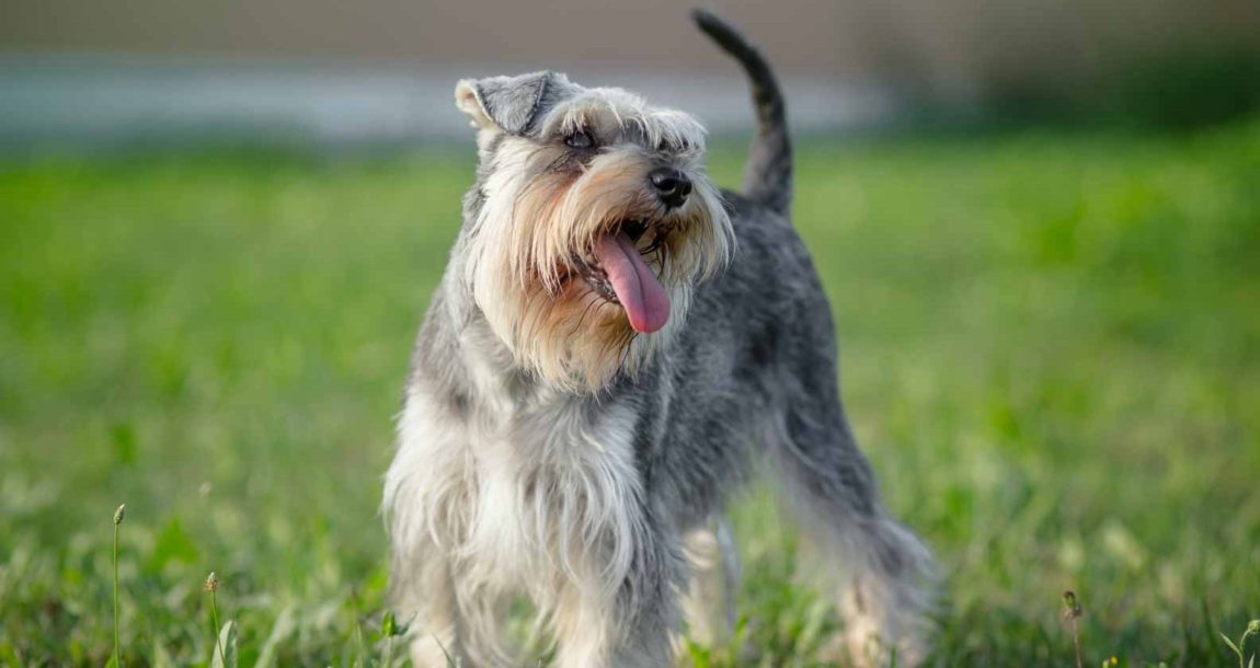 Un Schnauzer pitic fericit cu barbă și sprâncene proeminente stând pe o pajiște verde