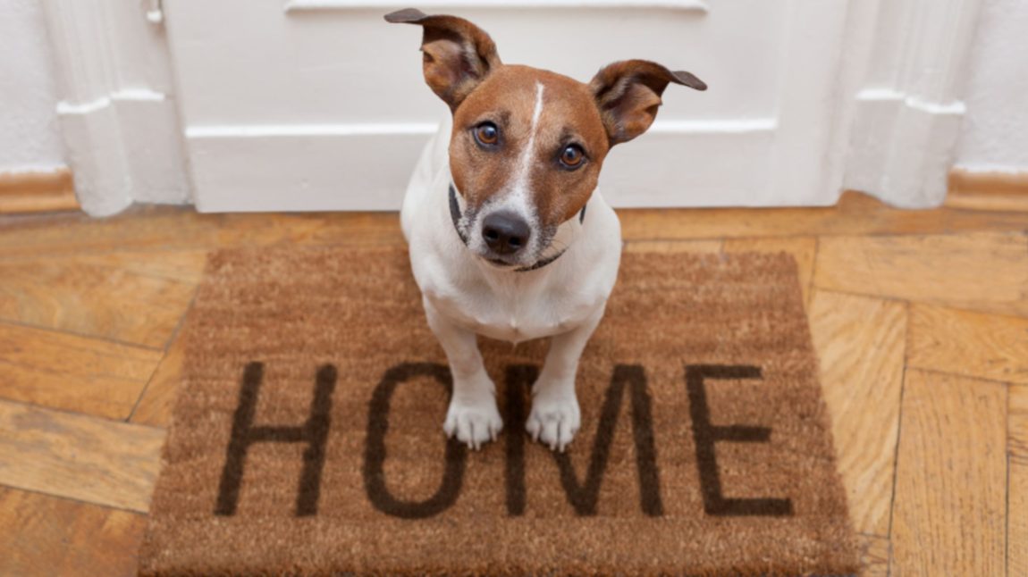 Terrier Jack Russell așteptând cuminte pe preș