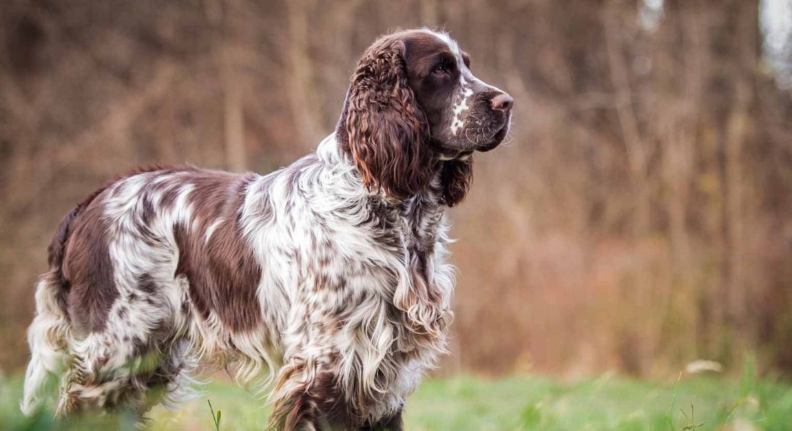 Câine din rasa Springer Spaniel englez cu blană maro și albă stând în picioare pe iarbă, profil lateral.