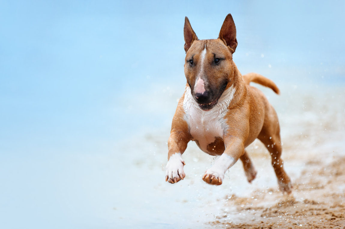 Bull Terrier surprins în alergare pe plajă