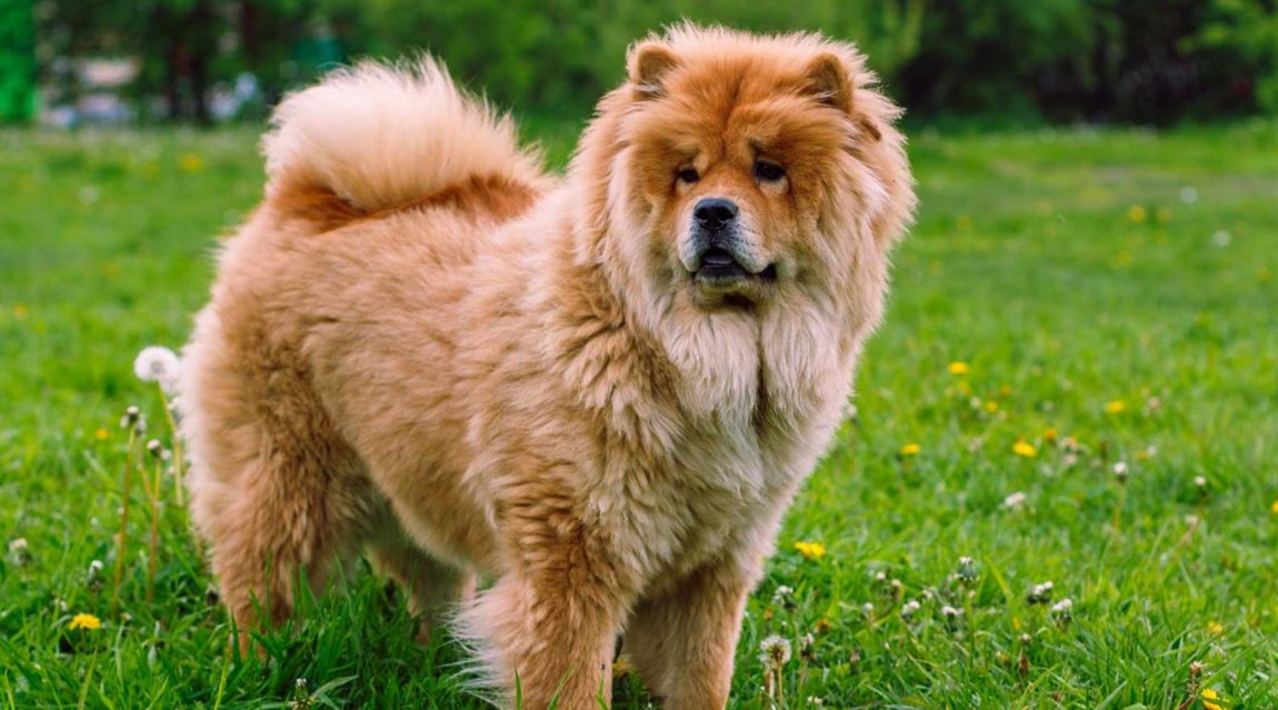 Câine din rasa Chow Chow cu blană deasă și roșcată stând pe o pajiște verde