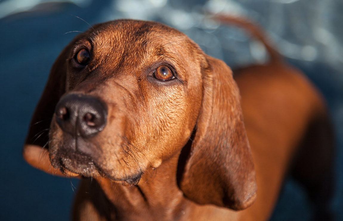Portret de câine Redbone Coonhound cu urechi lungi blegite și ochi căprui expresivi privind spre stăpân.