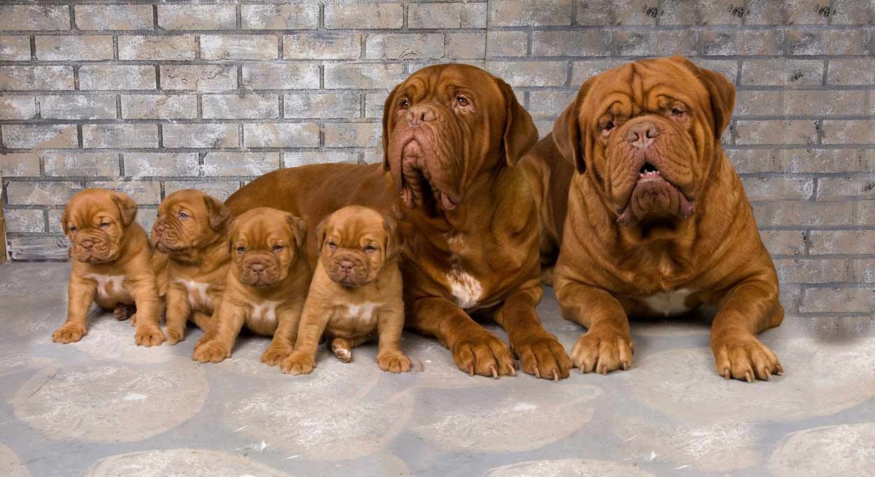 O familie de Dogi de Bordeaux: mama, tatăl și cei patru pui