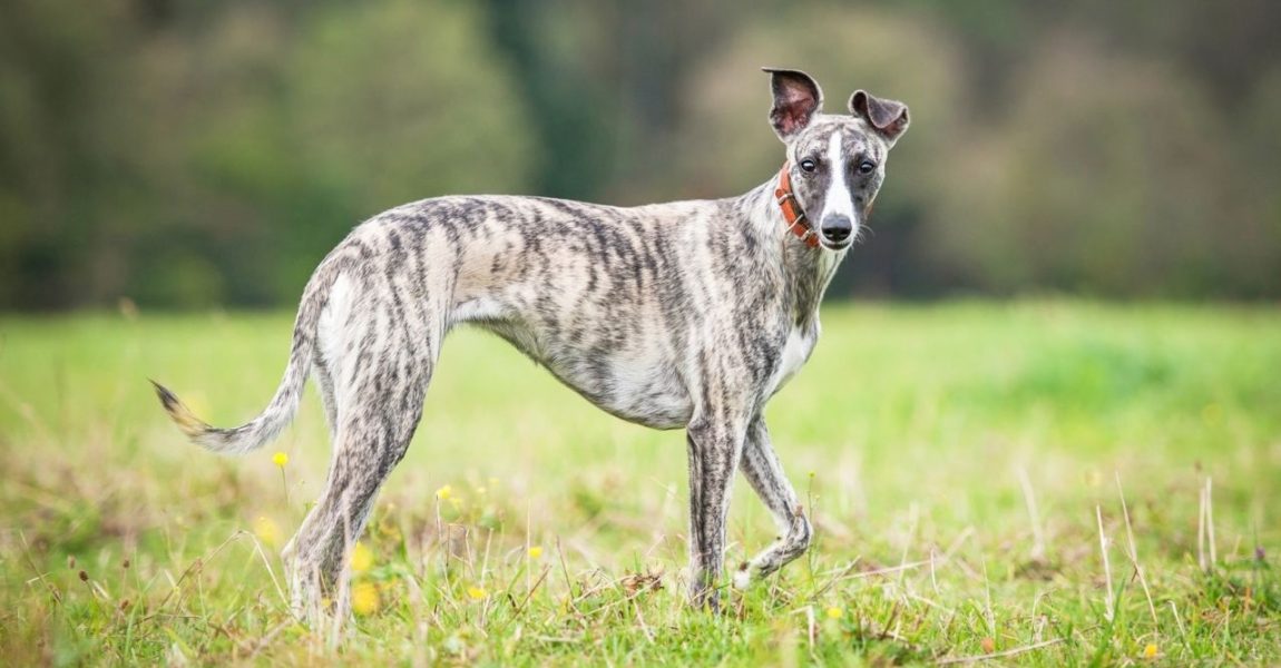 Un Whippet pășind grațios într-un câmp înverzit