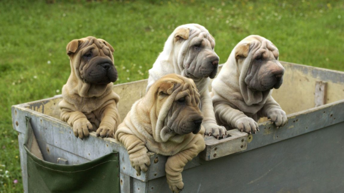 Patru Shar Pei plimbați cu un cărucior de grădină