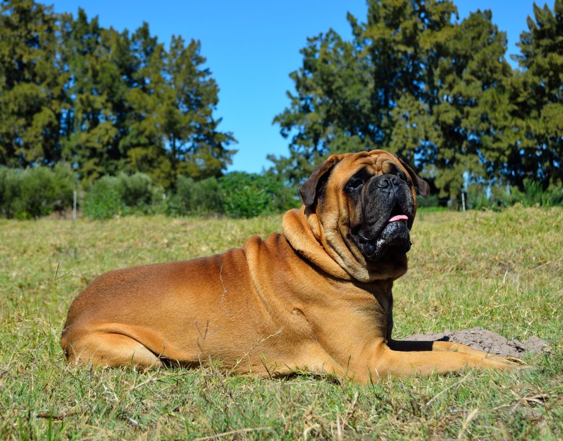 Câine adult din rasa Bullmastiff stând relaxat pe iarbă sub un cer senin