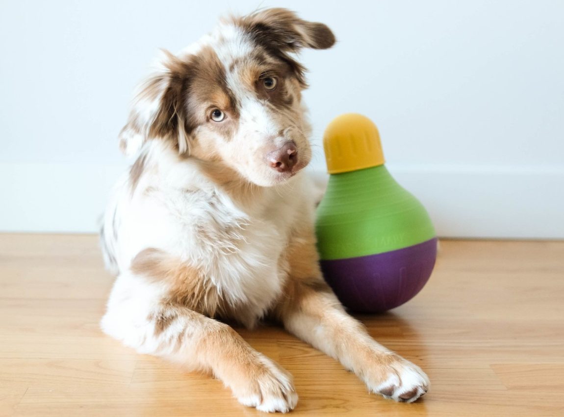 Câine din rasa Ciobănesc Australian stând lângă o jucărie interactivă Bob-a-Lot Starmark pe o podea de lemn
