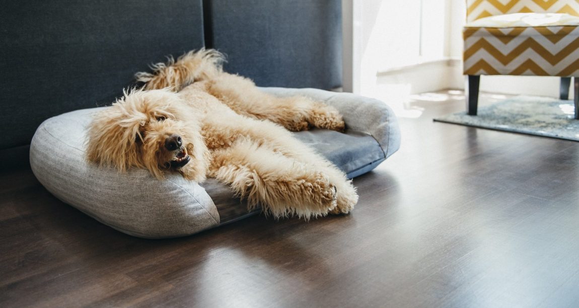 Câine din rasa Goldendoodle relaxându-se pe un pat ortopedic gri cu margini ridicate într-o sufragerie luminoasă