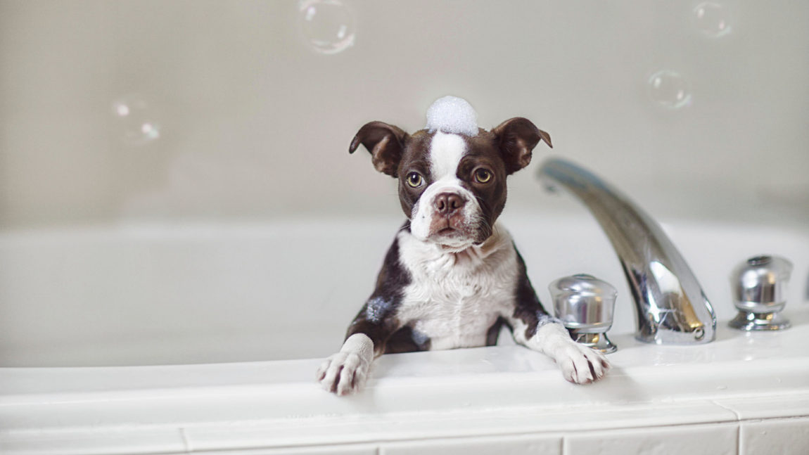 Cățeluș Boston Terrier cu spumă de șampon pe cap stând într-o cadă albă pregătit pentru baie