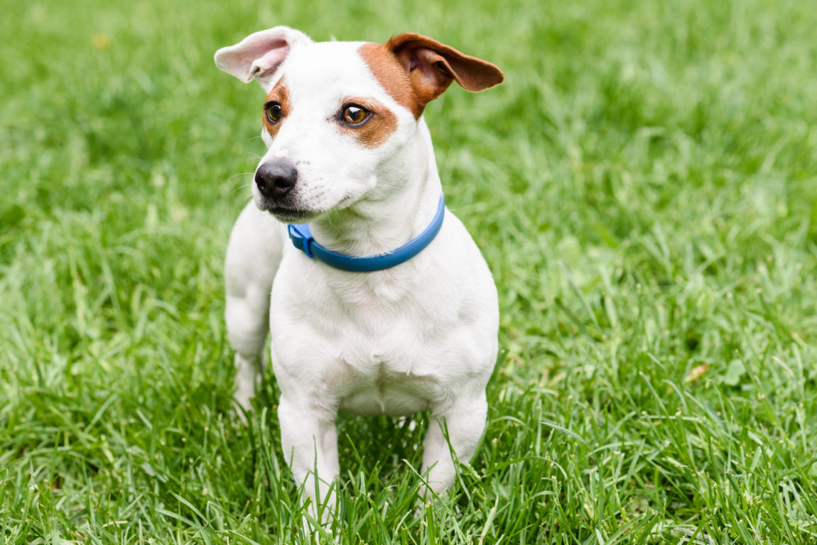 Câine din rasa Jack Russell Terrier stând în iarbă verde și purtând o zgardă antiparazitară albastră.