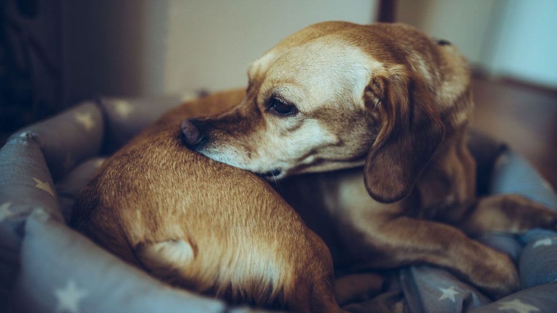 Câine cu blană maro stând în culcuș și mușcându-și zona spatelui din cauza iritației pielii