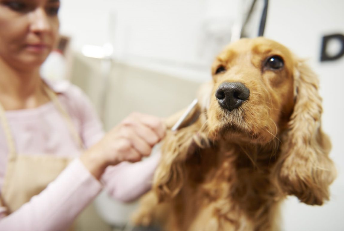 Cocker Spaniel pieptănat de stăpâna sa