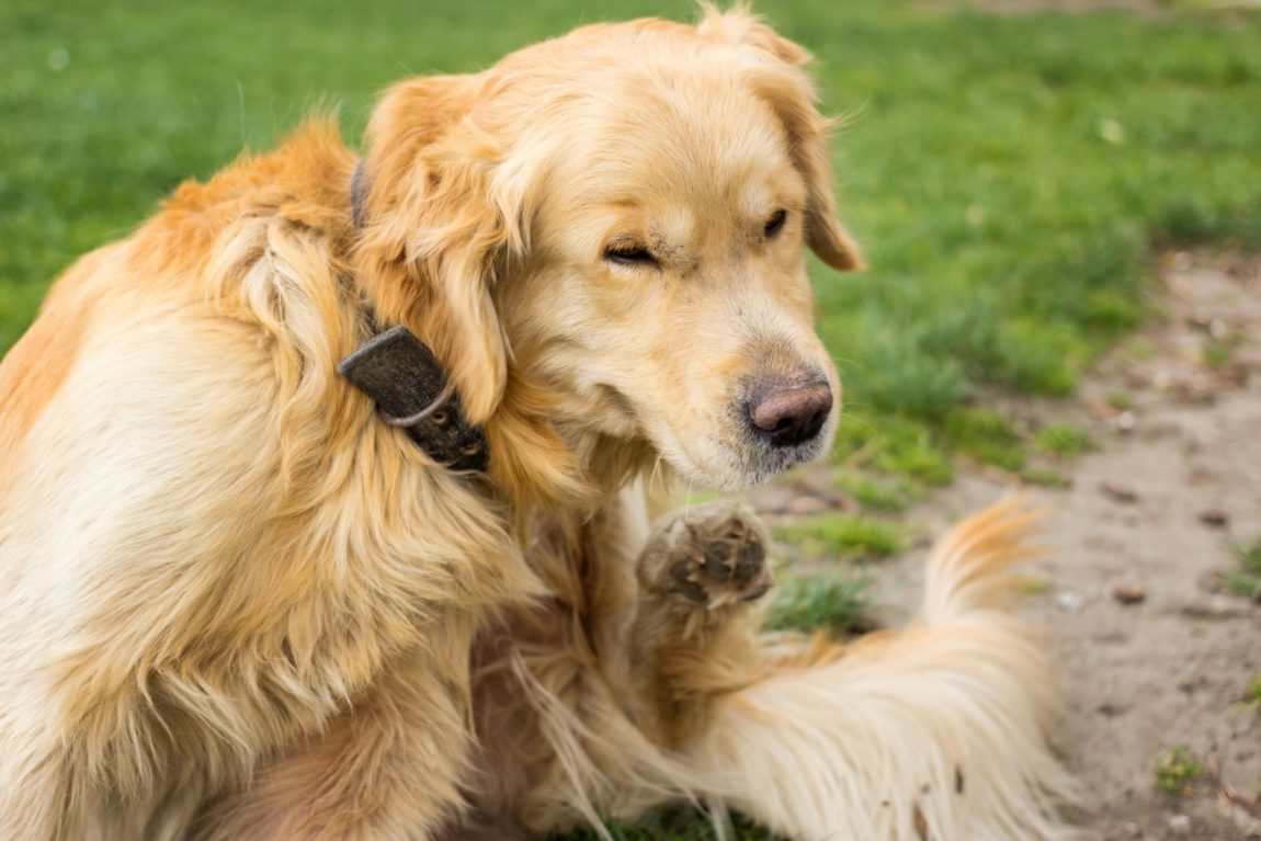Câine Golden Retriever scărpinându-se energic cu lăbuța din spate pe iarbă