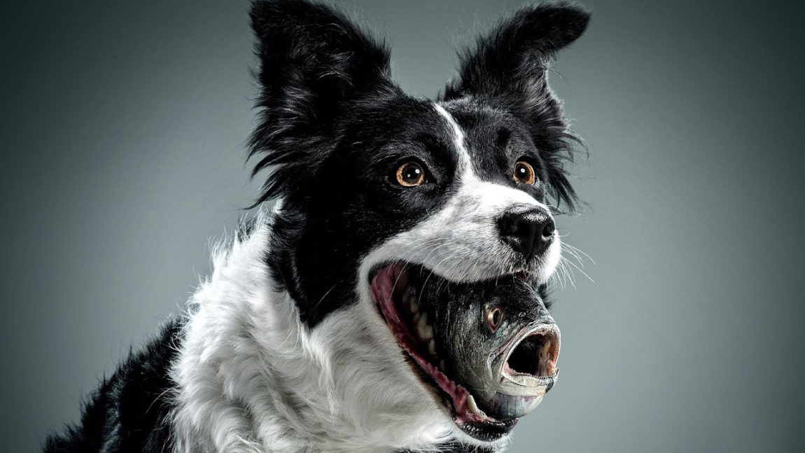 Un câine Border Collie cu un pește în gură, ilustrând metaforic problema respirației cu miros de pește