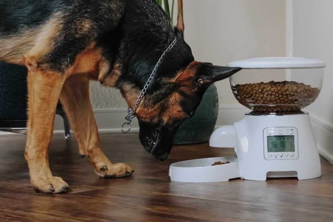 Câine din rasa Ciobănesc German care mănâncă dintr-un hrănitor automat digital pentru animale de companie.