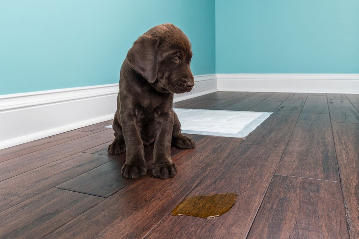 Un pui de Labrador ciocolatiu stând trist lângă o pată de urină pe o podea de lemn, ilustrând problema urinării accidentale în casă.