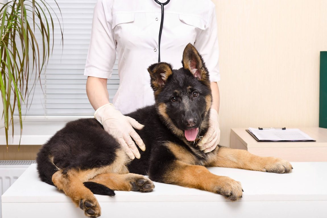 Pui de Ciobănesc German pe masa de consultație a unui medic veterinar pentru evaluarea mobilității picioarelor din spate