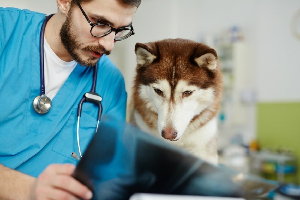 Medic veterinar în uniformă albastră examinând o radiografie alături de un câine Husky într-un cabinet medical