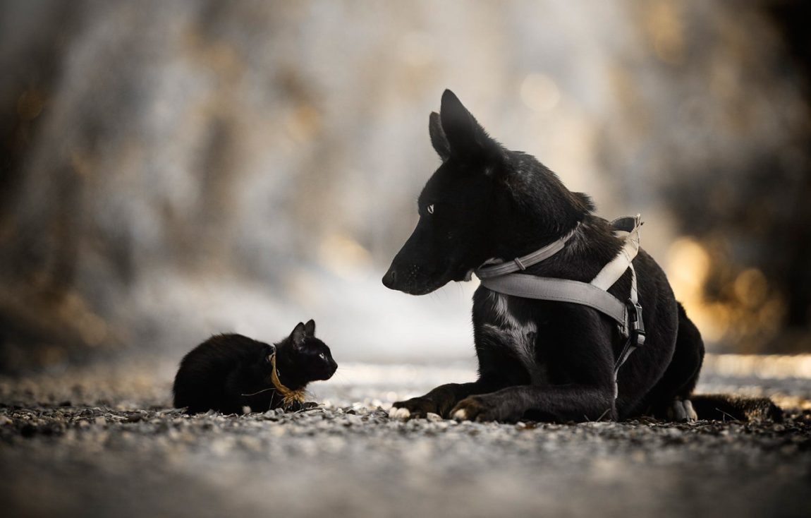 Un câine negru de talie medie și un pui de pisică negru stând față în față pe un drum cu pietriș, reprezentând animalele care se confruntă cu prejudecăți la adopție.