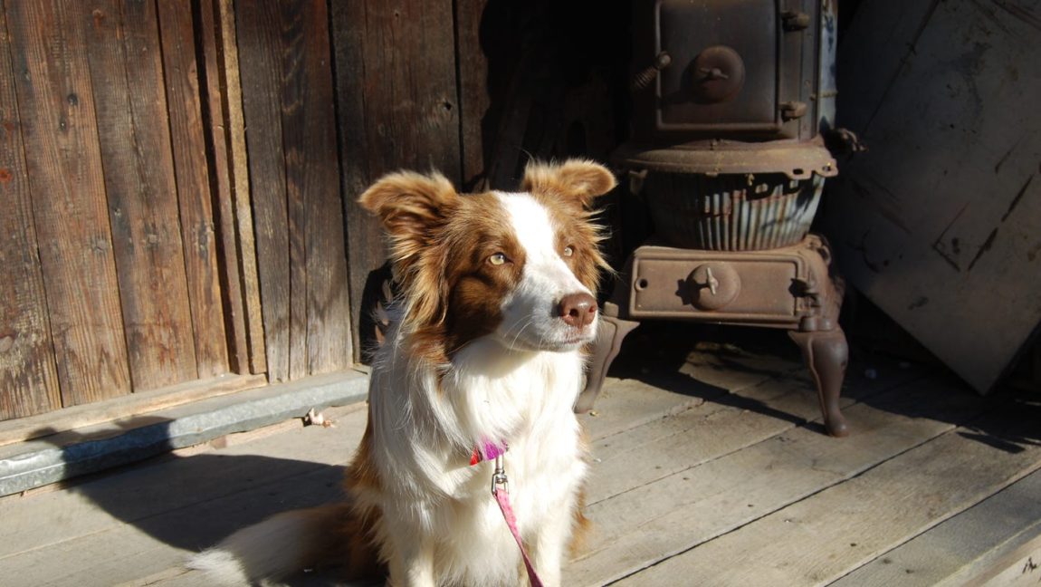 hercules and Lucy Lou, Border Collie-ul primar al unei regiuni a statului american Kentucky