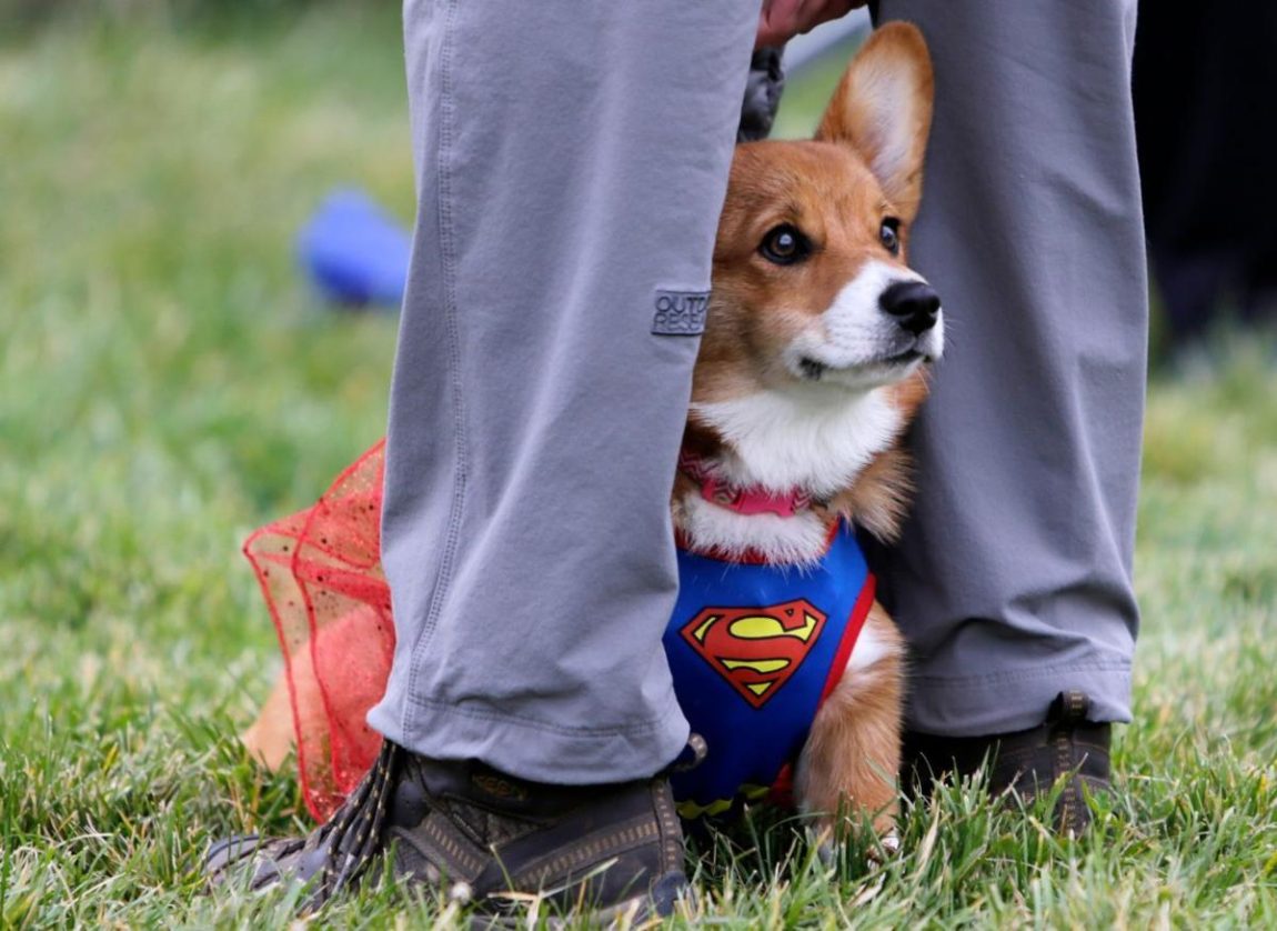 Câine Corgi costumat în Superman cu o fustiță roșie de tip tutu, stând între picioarele stăpânului pe iarbă