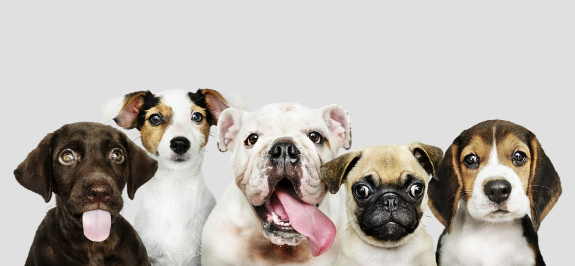 Grup de pui de câine din rase diferite, precum Labrador, Jack Russell Terrier, Bulldog Englez, Pug și Beagle, așezați unul lângă altul pe fundal neutru.