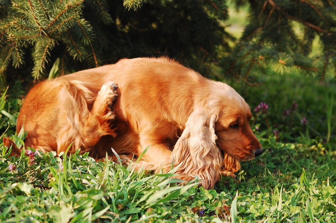 Câine din rasa Cocker Spaniel auriu scărpinându-se cu lăbuța din spate pe o pajiște cu iarbă verde